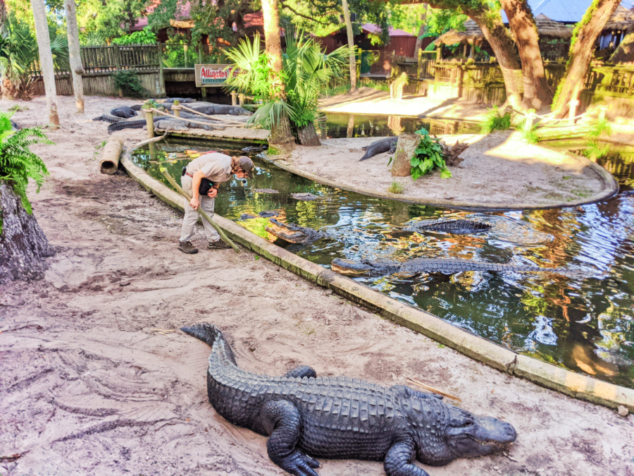 Alligators with zookeeper at St Augustine Alligator Farm Zoological Park 1