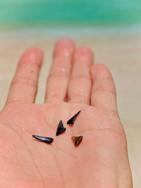 Collecting Shark Teeth at Mickler's Landing Beach Ponte Vedra St Augustine FL 3