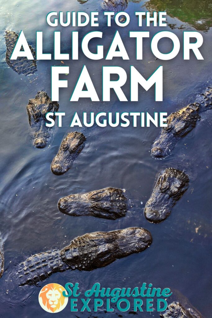 The St Augustine Alligator Farm has been a Florida staple since 1893. With all types of crocodilians, birds and tropical creatures it's a fascinating place to see. Visit in spring for the amazing bird rookery nesting season.