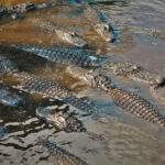 Many Alligators in Swamp at St Augustine Alligator Farm 3