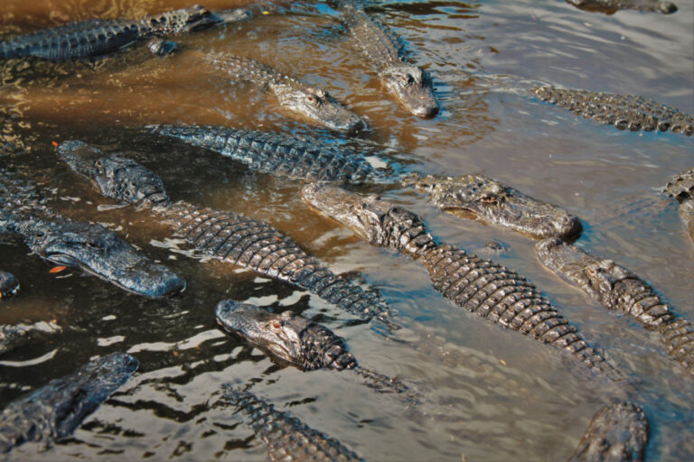 Many Alligators in Swamp at St Augustine Alligator Farm 3
