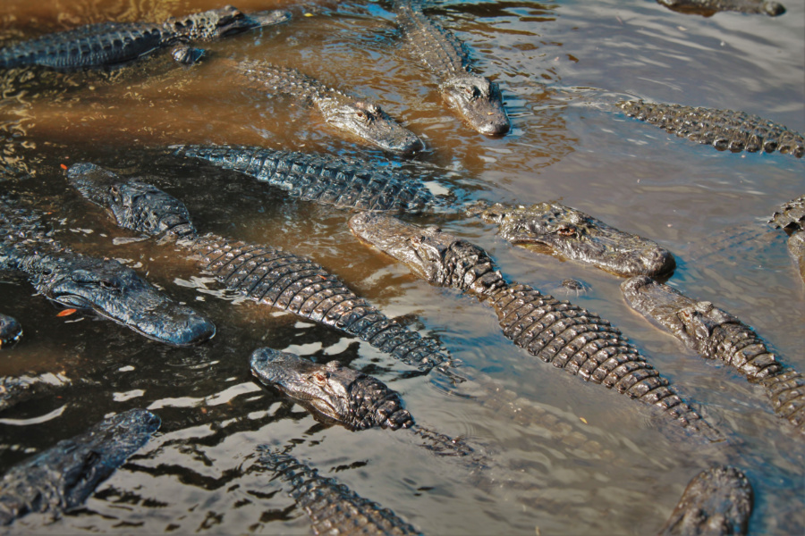 St Augustine Alligator Farm on Anastasia Island: a Unique Florida Zoo