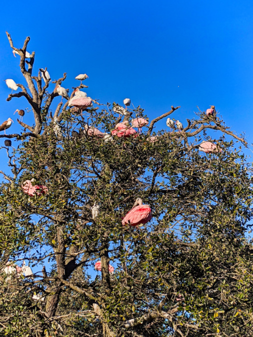 Roseate Spoonbills in rookery at St Augustine Alligator Farm 2020 2