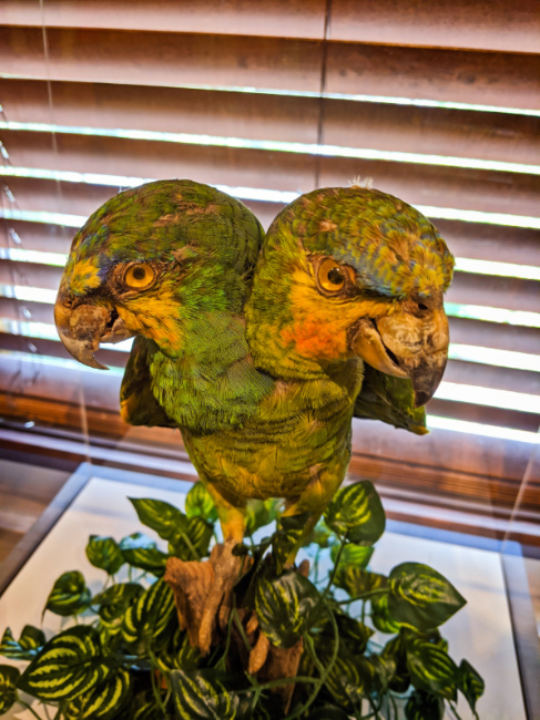 Two Headed Parrot at Ripleys Believe It Or Not Museum Saint Augustine Florida 1