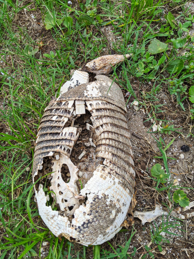 Decaying Armadillo at GTM Research Reserve Ponte Vedra St Augustine Florida 1