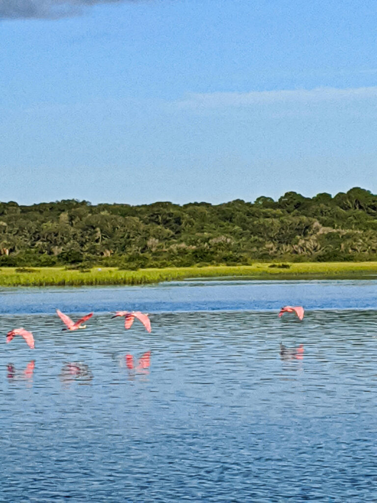 Flock of Spoonbills on Intracoastal Waterway Butler Beach St Augustine Florida 2