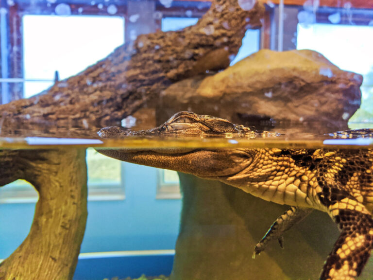 Baby Alligator at GTM Research Reserve 2019 St Augustine Florida 2