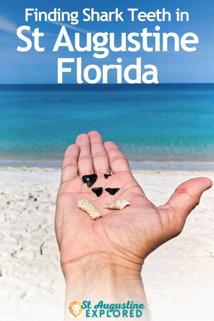 Shark tooth hunting is one of the most unique things to do in St Augustine, Florida. See tips for finding shark teeth, where to go in St Augustine for beachcombing and more.