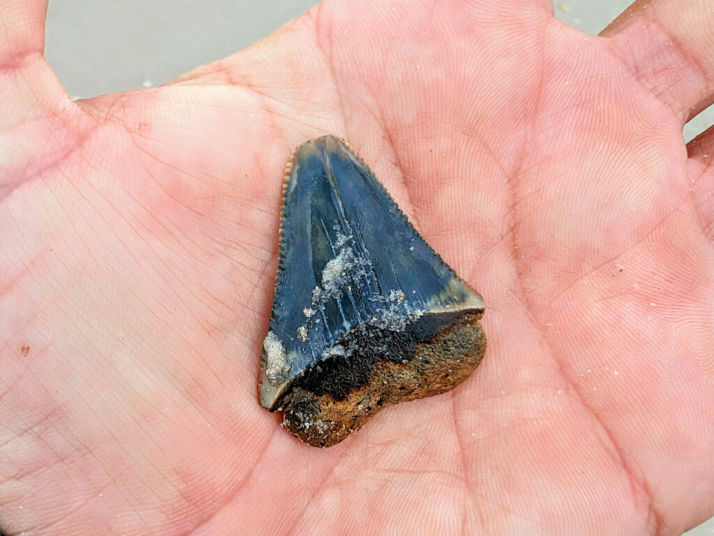 Megalodon Tooth on St Augustine Beach Florida 2