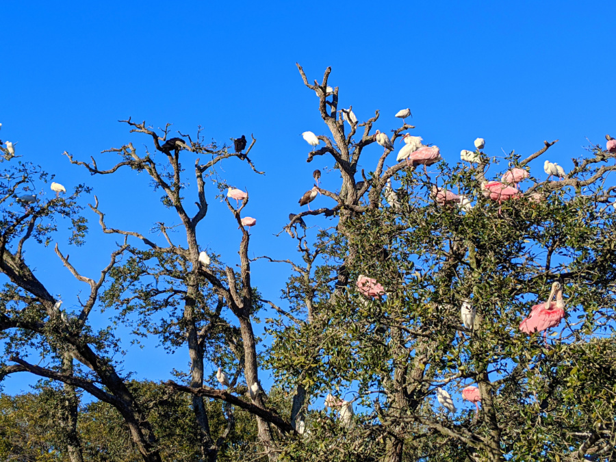 Roseate Spoonbills in rookery at St Augustine Alligator Farm 2020 1