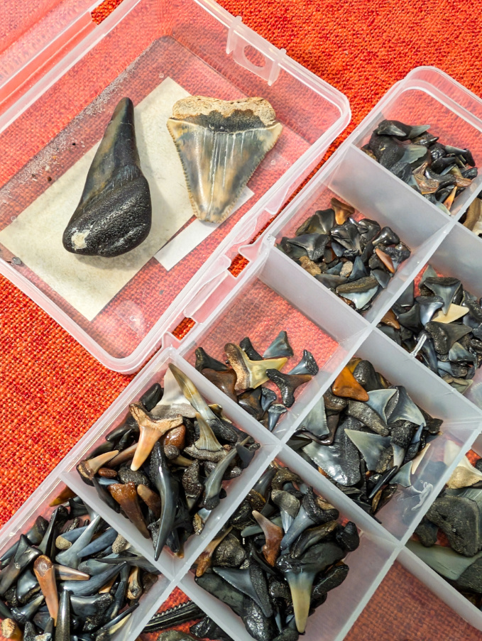 Shark Teeth Collection 1