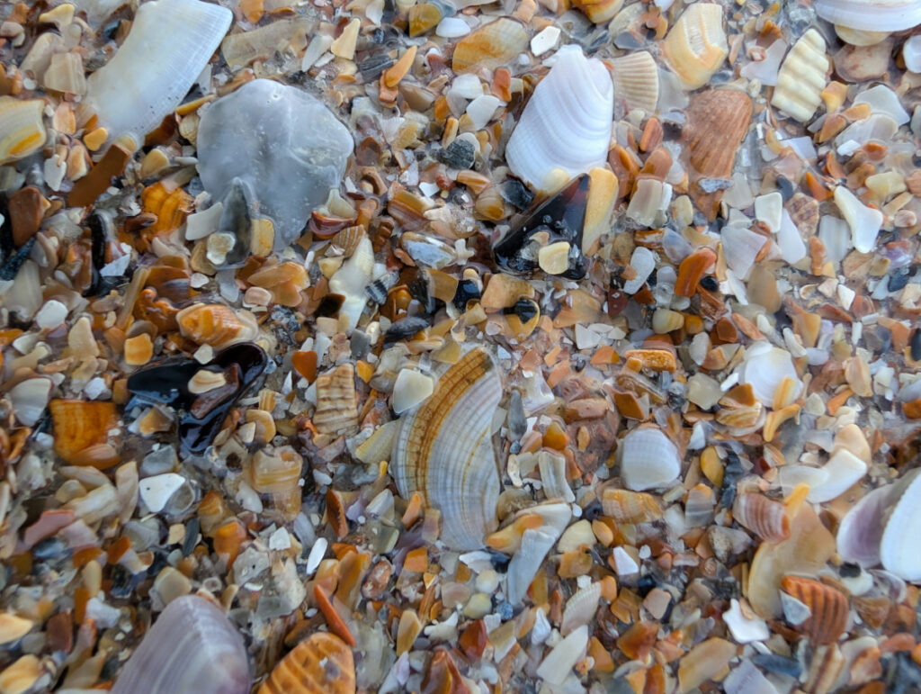 Shark Teeth in Coquina Sand at St Augustine Beach Florida 1