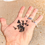 Shark Teeth in hard at St Augustine Beach Florida 1