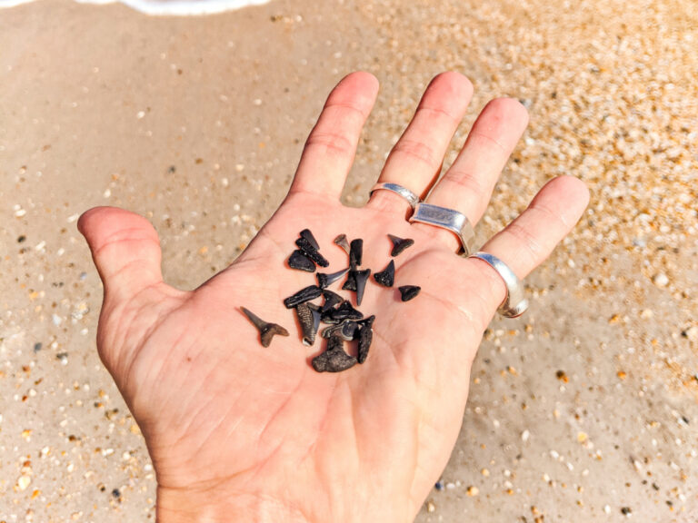 Shark Teeth in hard at St Augustine Beach Florida 1