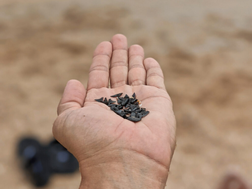 Shark Teeth in hard at St Augustine GTM Reserve Beach Florida 3