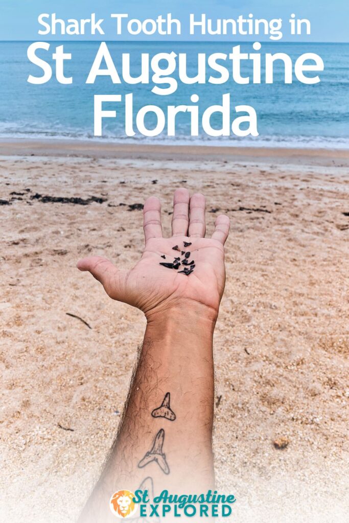 Shark tooth hunting is one of the most unique things to do in St Augustine, Florida. See tips for finding shark teeth, where to go in St Augustine for beachcombing and more.