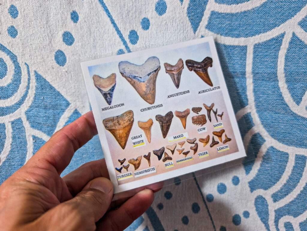 Shark Tooth Identification Tool 1