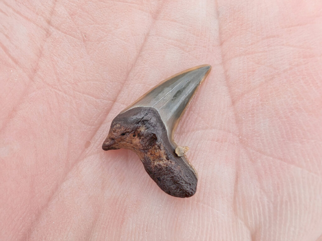 Shark Tooth found at beach at Fort Matanzas National Monument St Augustine Florida 1