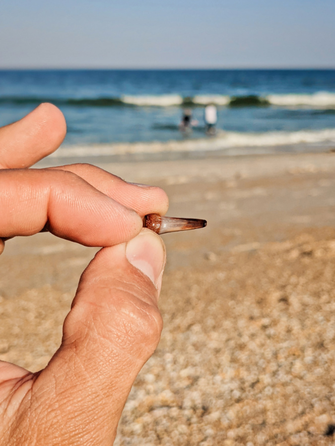 Shark Tooth in hard at St Augustine Beach Florida 3