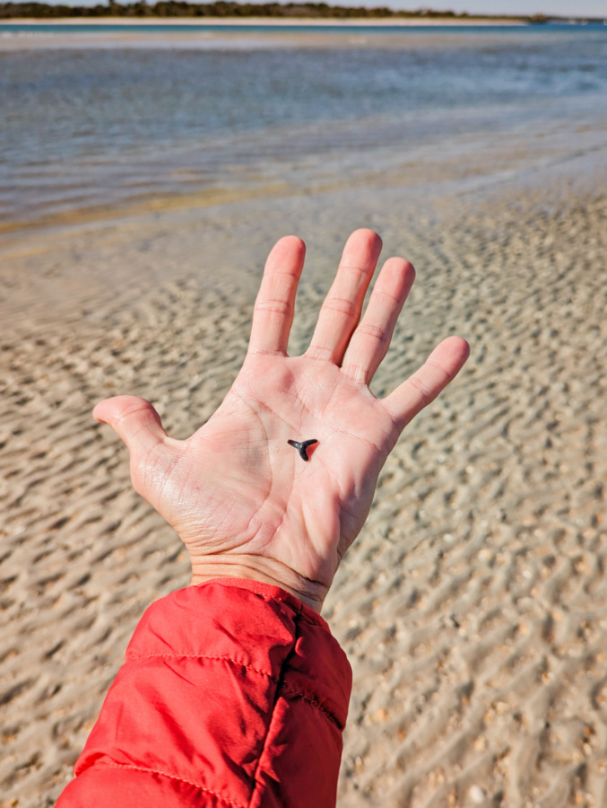 Shark Tooth in hard at St Augustine Fort Matanzas Beach Florida 1