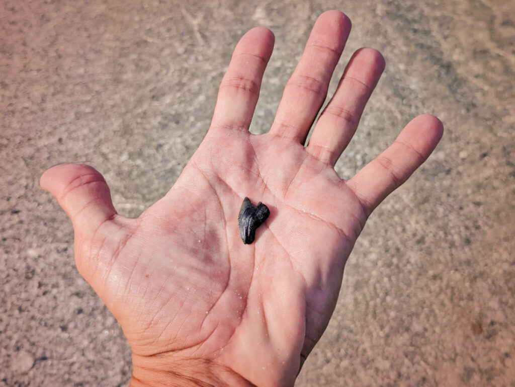 Shark Tooth in hard at St Augustine Fort Matanzas Beach Florida 2