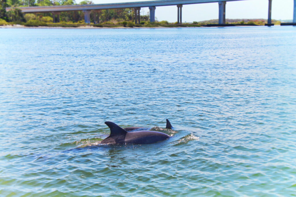 Dolphins in Matanzas River during St Augustine Ecotours 6