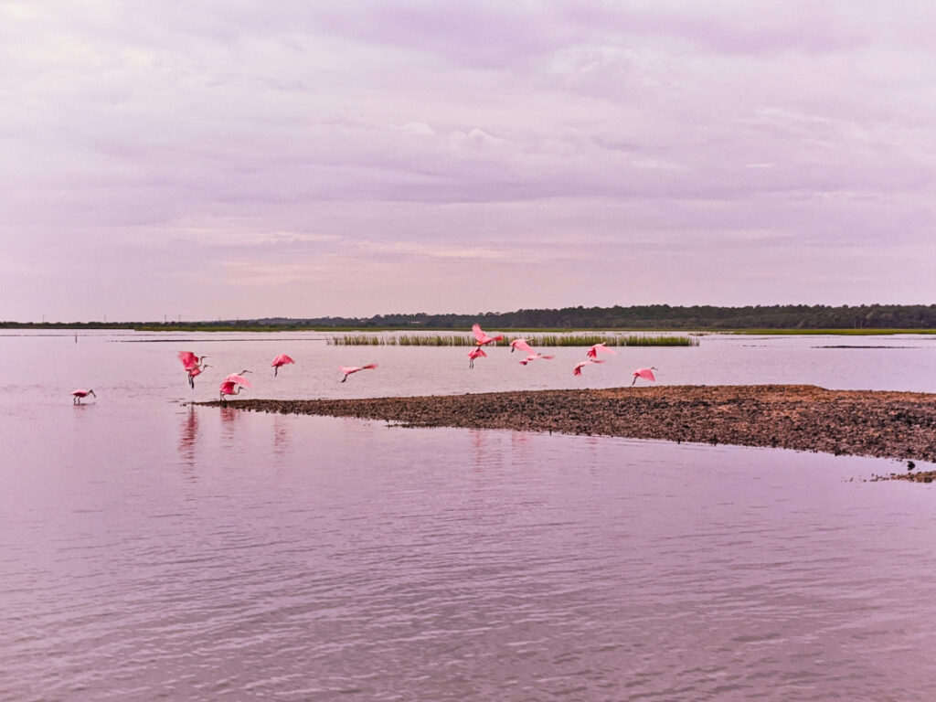 Flock of Spoonbills on Intracoastal Waterway Butler Beach St Augustine Florida 1