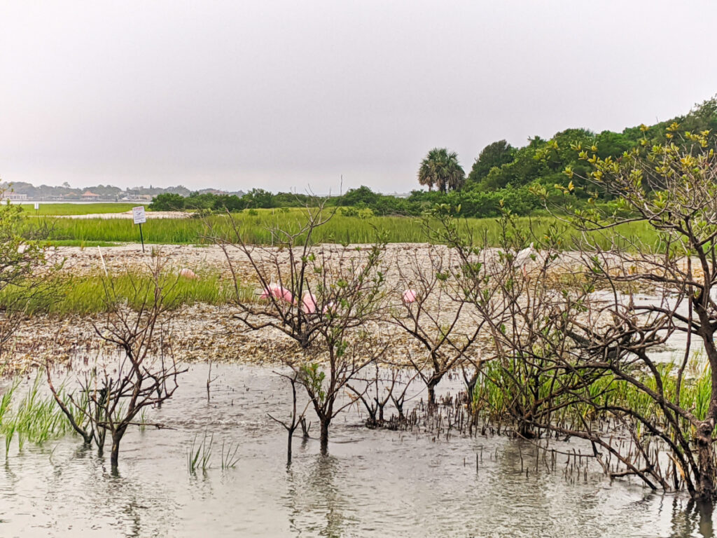 Spoonbills at Vilano Boat Ramp Run Saint Augustine Florida 2